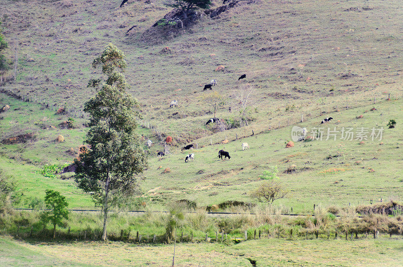 The cattle in the pasture of Pedra do Índio mountain